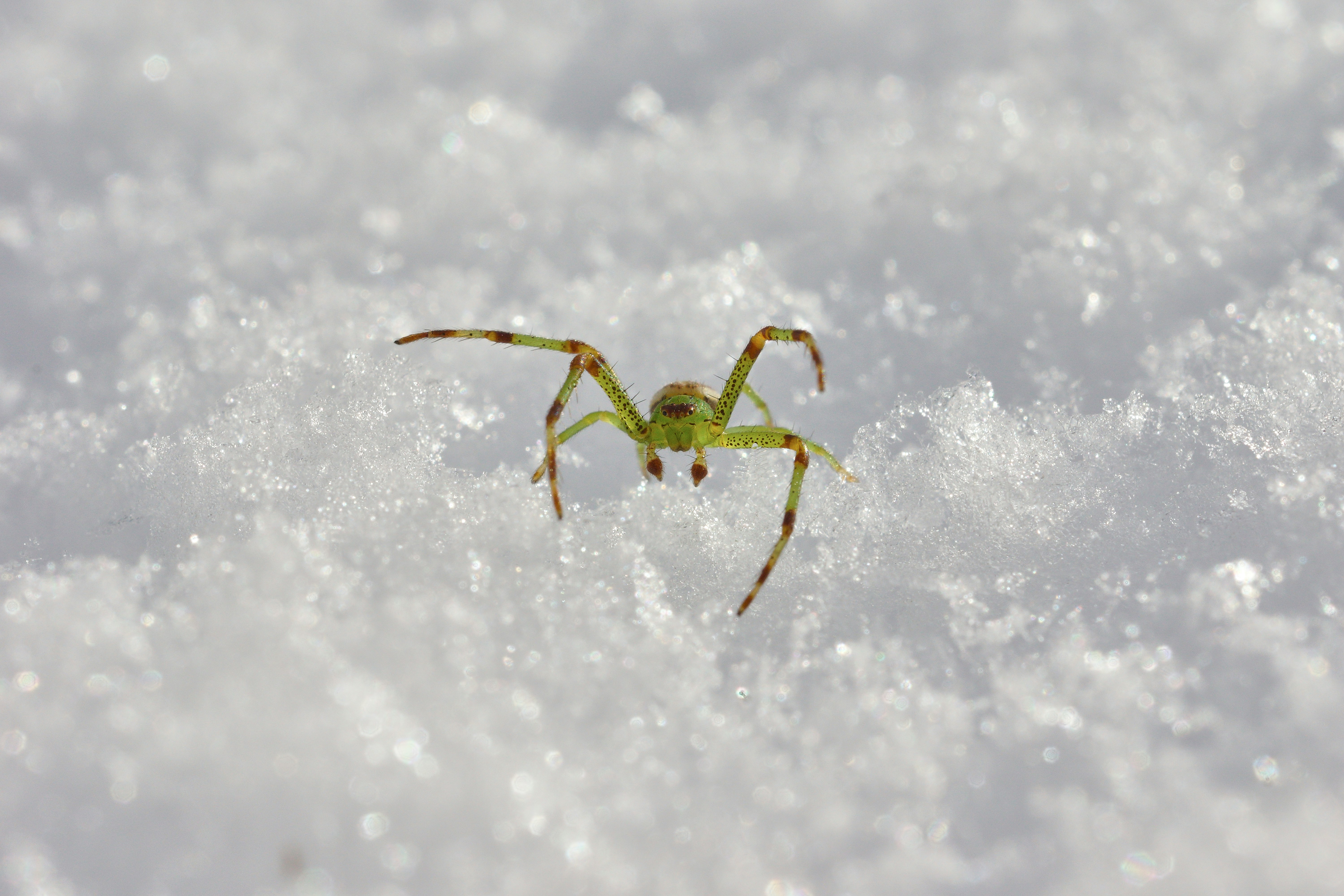 green spider on snow-covered ground